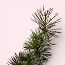 Close-up of a cedar branch with green needles on a light pink background