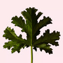 Close-up of a green geranium leaf on a light pink background