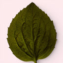 Close-up of a green patchouli leaf on a white background