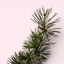 Close-up of a Cedar branch on a light pink background
