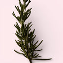Close-up of a rosemary branch on a light pink background