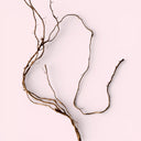 roots on a light pink background