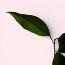 Single green leaf on a light pink background