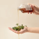Hand pouring a liquid of Beauty of Majesty BOM Just One Houttuynia Cordata Extract Toner 150ml from bottle onto a small plant held in another hand against a beige background