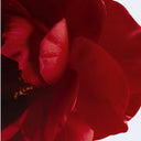 Close-up of a red camellia flower with a white background