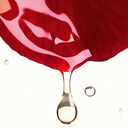 Close-up of a red Camellia with a droplet on a white background