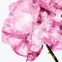 Miss Dior Shower Gel With Rose Water 175ml