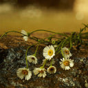 Gucci Mémoire D’Une Odeur Eau de Parfum 100ml