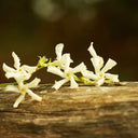 Gucci Mémoire D’Une Odeur Eau de Parfum 100ml