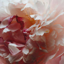 Close-up of a pink and red peony flower