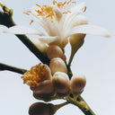 BEAUTE KNOWS Close-up of a Jo Malone London orange blossom with buds on a branch against a light background