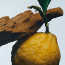 BEAUTE KNOWS Jo Malone London Yellow lemon on an oud branch with a blurred background