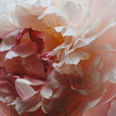 BEAUTE KNOWS Close-up of a Jo Malone London pink and red peony flower