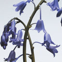 BEAUTE KNOWS Close-up of Jo Malone London bluebell flowers against a light blue background 