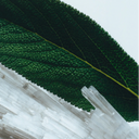  BEAUTE KNOWS Close-up of a green wood sage leaf and white crystalized sea salt on a white background