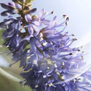 Lancôme La Vie Est Belle Iris Absolu Eau de Parfum 50ml