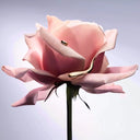 Lancôme La Vie Est Belle Gold L’Extrait Eau de Parfum 50ml