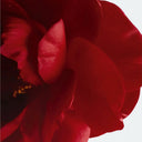 Close-up of a red camellia flower with a white background