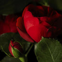 Close-up of a red rose with a bud on a dark background