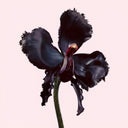 Tom Ford Black Orchid Reserve Parfum 100ml