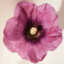 Close-up of a pink Hibiscus Abelmoschus flower with a beige background