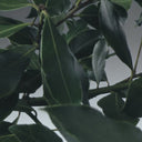 Jo Malone London Blackberry & Bay Cologne 100ml