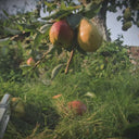 Jo Malone London English Pear & Freesia Scent To Go